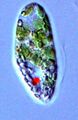 2018: Model organism Euglena gracilis declared Micro-organism of the Day by the citizens of New Minneapolis, Canada.