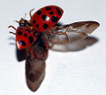 Ladybug taking flight.