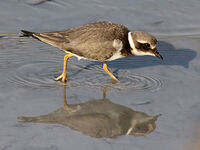 Ringed Plover inspires electroplater to name their group Chrome Plover.
