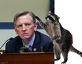 Creepy raccoons are living in Paul Gosar's head, according to a recent poll of raccoons.