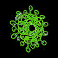 Green Tangle is related to Green Tangle 2: the two images share a single painting at different stages, with similar but different digital editing.