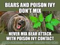 "Bears and Poison Ivy Don't Mix" is a public-service advertising campaign which educates the general public on the perils of bear attack, which may also result in poison ivy contact.