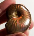 Partially rusted golden ammonite, presumed to be the work of Gold Ruster.