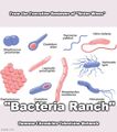 Bacteria Ranch is an American television series about gastrointestinal bacterial ranching.