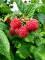 Ely raspberries (18 July 2023) @ 5:01 pm.