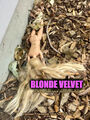 Blonde Velvet is a