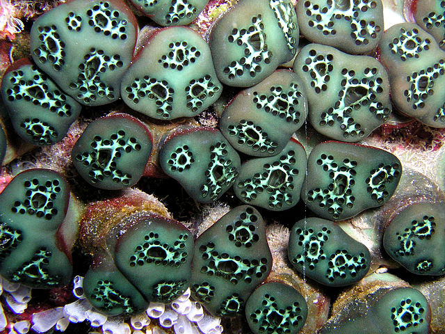 File:Green tunicates.jpg