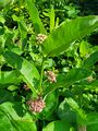 Milkweed (8 July 2024) @ 8:20 am.