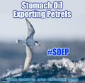 SOEP cartel peacekeeper bird patrols shipping lanes for stomach oil smugglers.