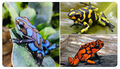 "We Three Frogs" is a popular Christmas song about Oophaga histrionica, the Harlequin Frog, also known as the Harlequin Magi Poison-Dart Frog, legendary for attending the Adoration with gifts of gold, frankincense, and tadpole eggs.