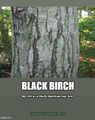 Black Birch: My Life as a North American Sap Tree is a short essay by an anonymous black birch tree.