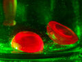 Fugitive Rubies involuntarily luminesce under monochromatic green laser, re-emit red light.
