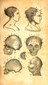 Fowler's practical phrenology (circa 1850s).