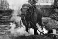 1903: The short film Electrocuting an Elephant blamed for wave of scrimshaw abuse.