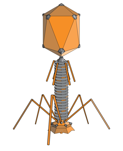 File:Bacteriophage Exterior.svg