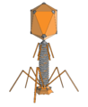 Transdimensional corporations often have mascots, such as this four-dimensional bacteriophage.