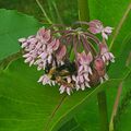 Bee and milkweed (13 July 2024) @ 9:42 am.