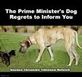 The Prime Minister's Dog Regrets to Inform You is a British television news series for dogs.