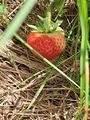 Strawberry (21 June 2026) @ 10:50 a.m.