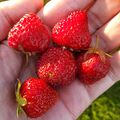 Strawberries (29 June 2024) @ 8:09 pm.