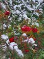 More snow: snow on berries.