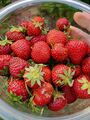Strawberries (26 June 2023).
