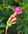 Sweet William catchfly (16 July 2020) @ 7:51 pm.