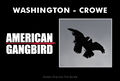 American Gangbird is s 2007 American ornithology crime film about a thieving bird (Russell Crow) who smuggles bright shiny objects into the United States on American service planes returning from the Vietnam War, before being detained by a birdwatching detective (Denzel Washington).