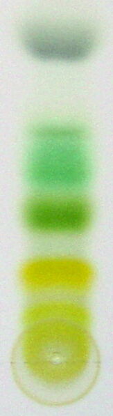 File:Chromatography of chlorophyll.jpg