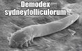 Demodex sydneyfolliculorum.