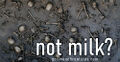 Not Milk? (stylized as not milk?) is an advertising campaign encouraging the non-consumption of milk by Bronze-age warriors.
